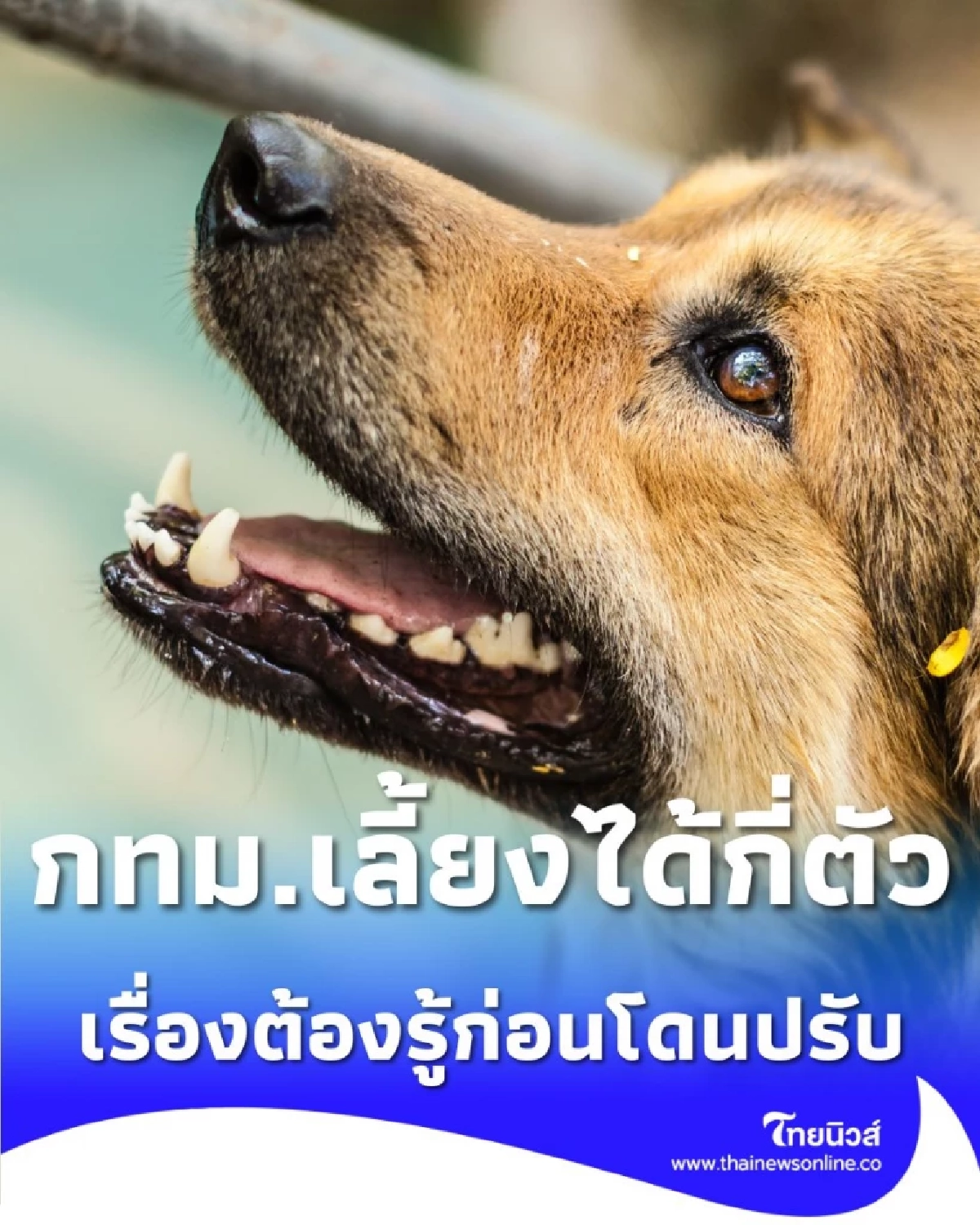 กฎหมายคุมสัตว์เลี้ยง กทม. เลี้ยงได้กี่ตัว ต้องทำอะไรบ้างก่อนโดนปรับ