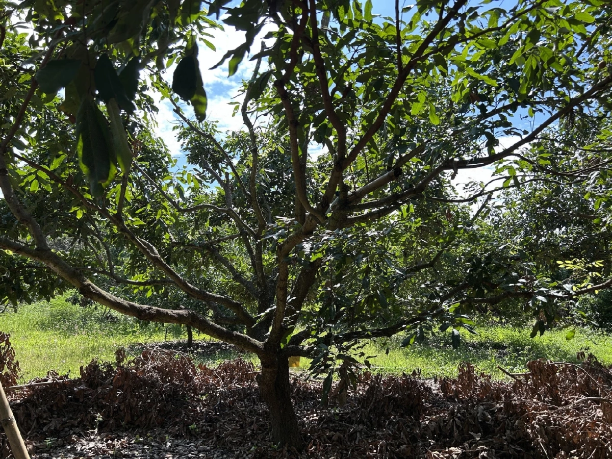 ข่าวดีชาวสวนลำไย ครม.เห็นชอบโครงการ ไร่ละ 1,000 สู่การพัฒนาสวนลำไยอย่างยั่งยืน