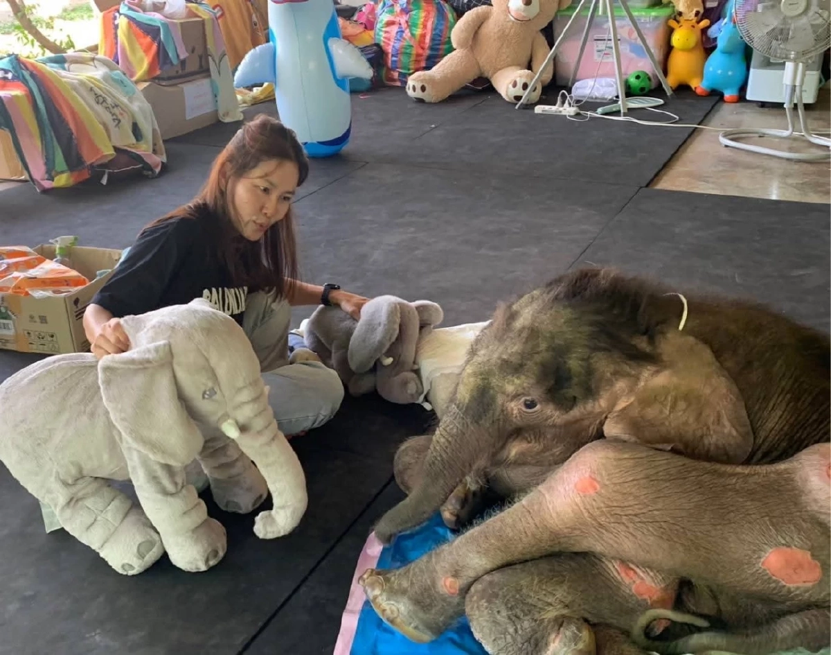 ลุ้นรายชั่วโมง ลูกช้าง &quot;พังข้าวต้ม&quot; ป่วยวิกฤต ตับเป็นพังผืด-หัวใจโต