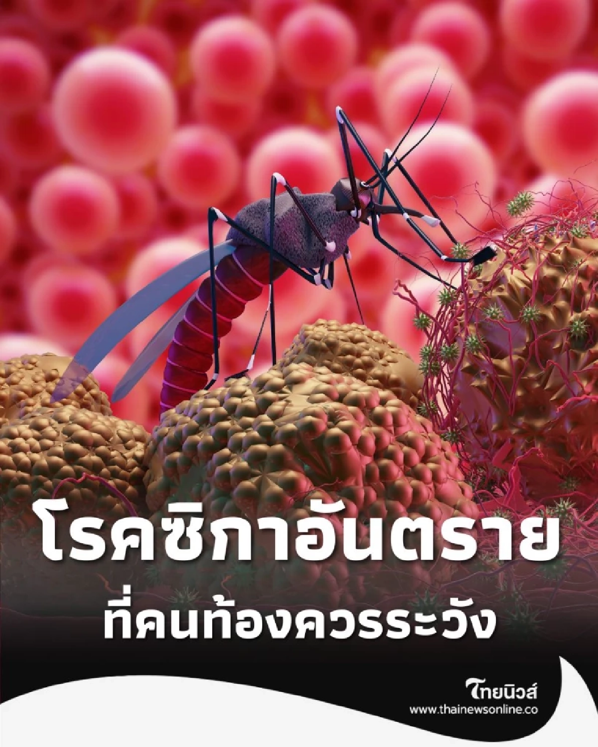 ยุงกัดแม่ เสี่ยงลูกพิการ เช็คอาการ ไวรัสซิกา ที่คนท้องควรระวัง