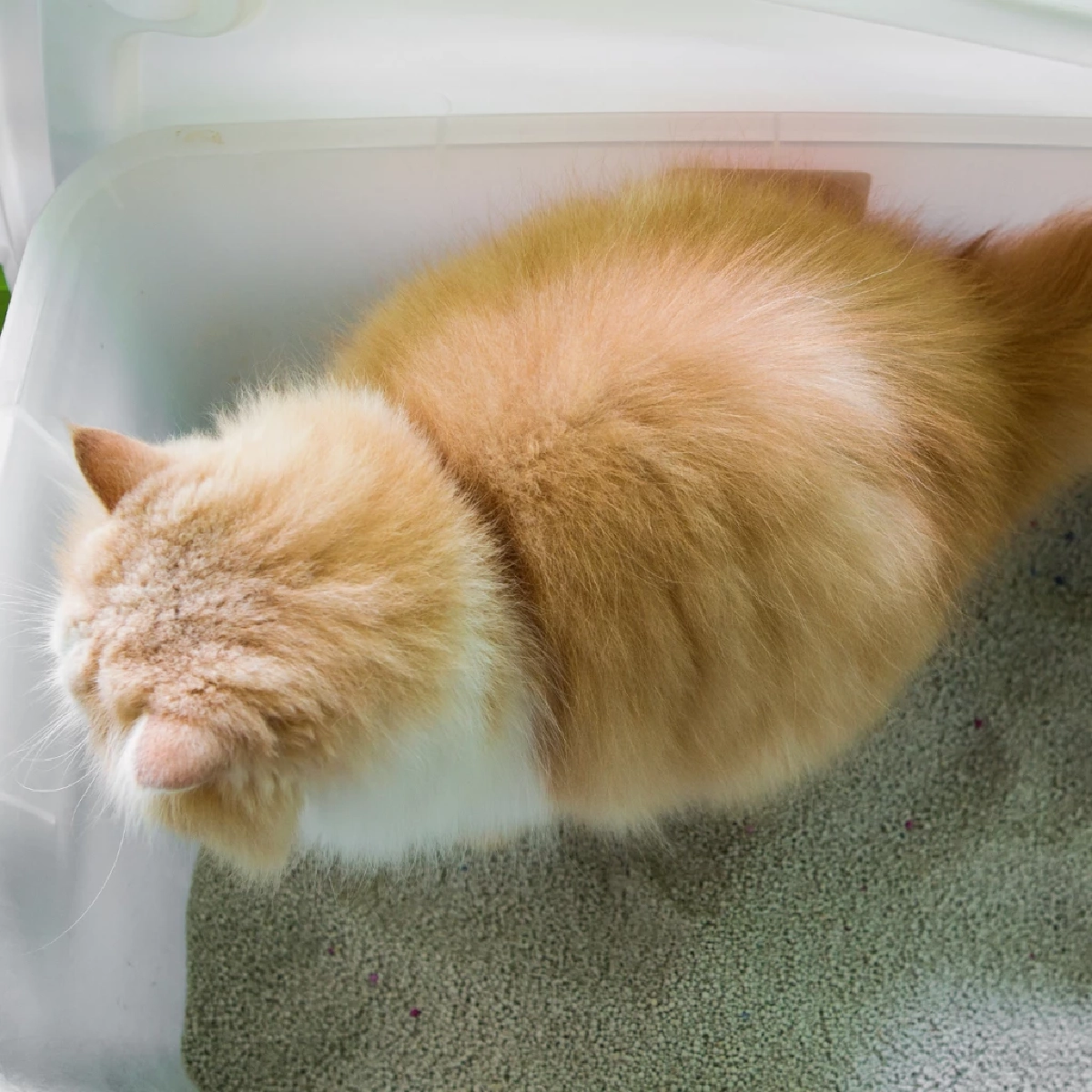 อึแมวบอกโรค! เปิดสัญญาณเตือนสุขภาพที่ทาสแมวต้องรู้