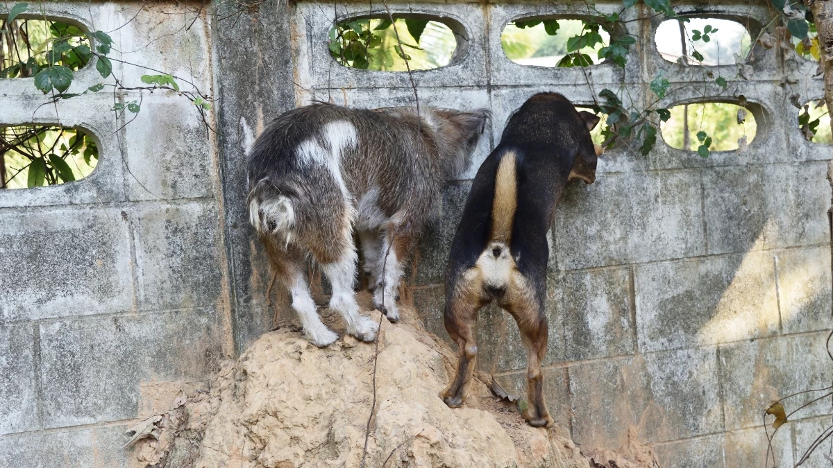 ทำอย่างไรดี? เมื่อหมา–แมวชอบหนีออกจากบ้าน!