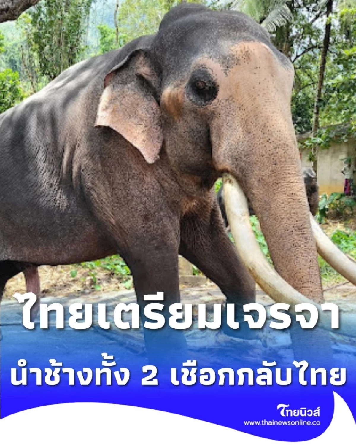 รัฐบาลเตรียมหารือกับศรีลังกา นำช้างทูตสันถวไมตรี กลับบ้านเกิด