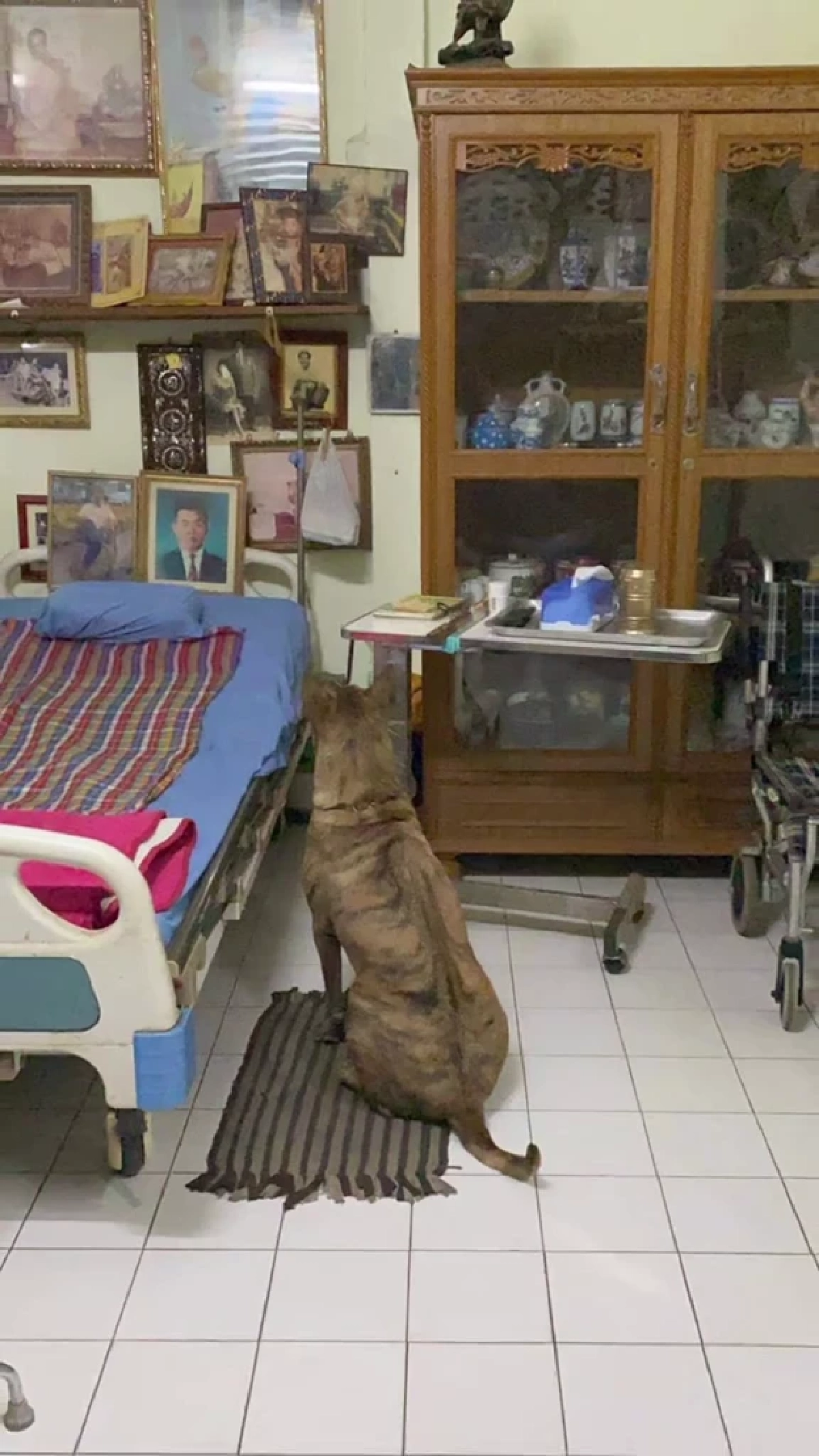 ซื่อสัตย์หมดหัวใจ! ไทเกอร์นอนเฝ้ารอยก๋งไม่เคยจางตลอด 5 ปี