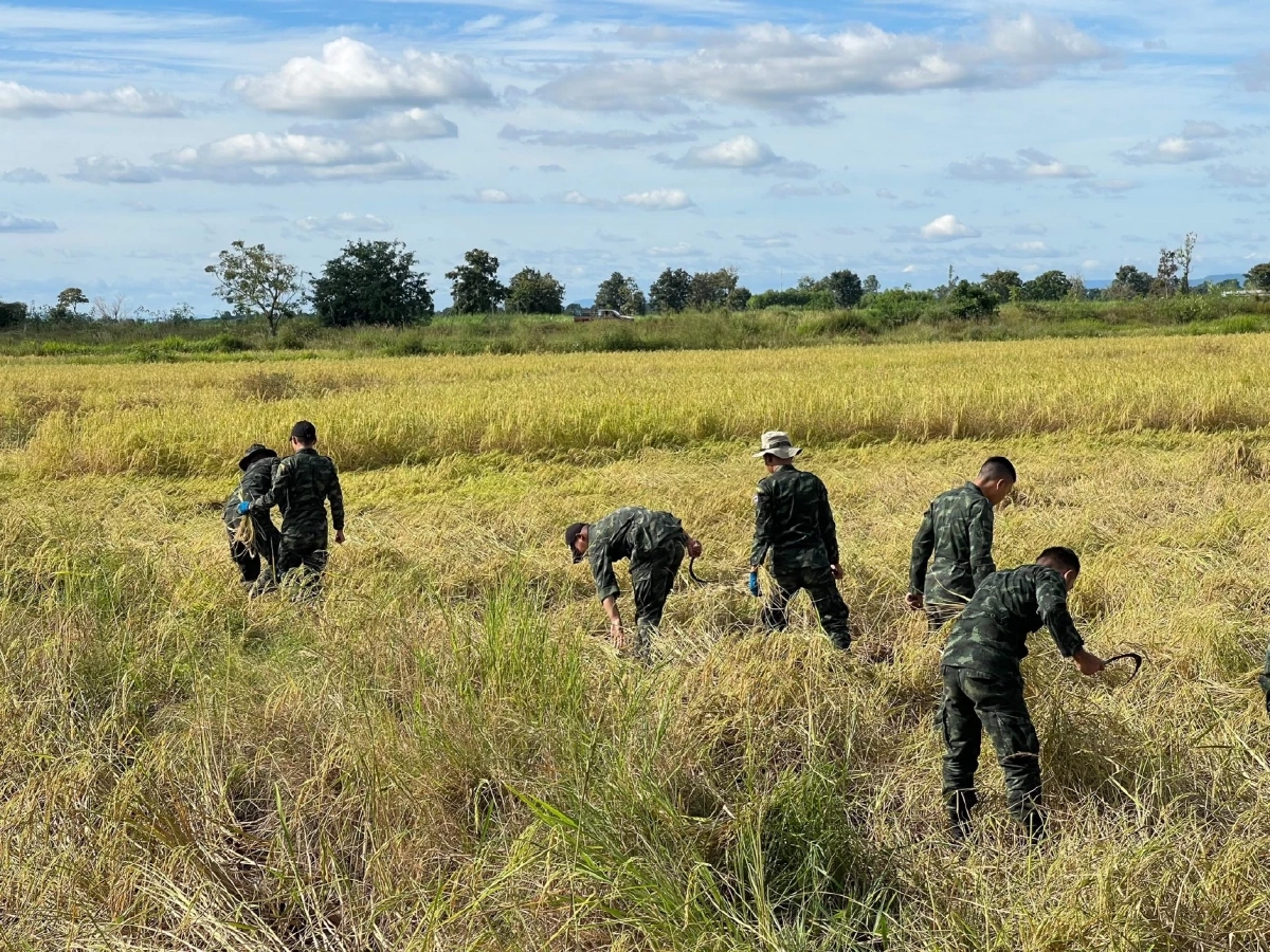 ห่วงชาวบ้าน! ทหารรวมใจลงพื้นที่ช่วยเกี่ยวข้าวให้ชาวนาชายแดน