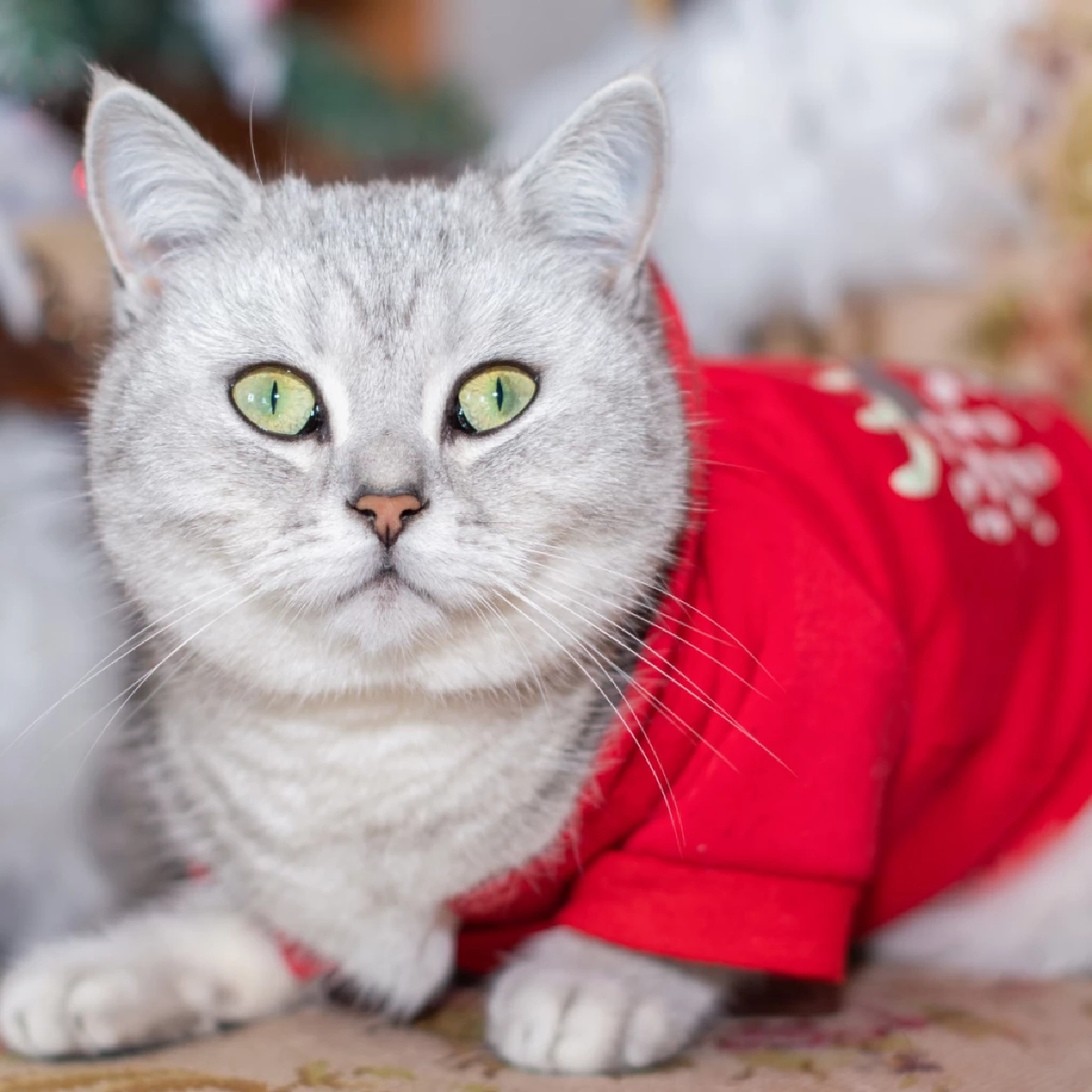 ทำไมแมวไม่ชอบใส่เสื้อ เผยเหตุผลที่เจ้าขนฟูถึงหนีทันทีที่เห็นเสื้อ