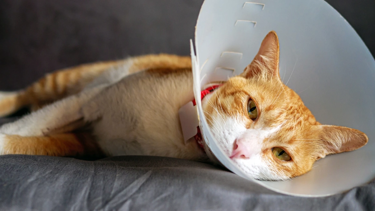 แมวซึมหลังเสียเพื่อนร่วมบ้าน นี่คือสัญญาณความเหงาใช่ไหม?