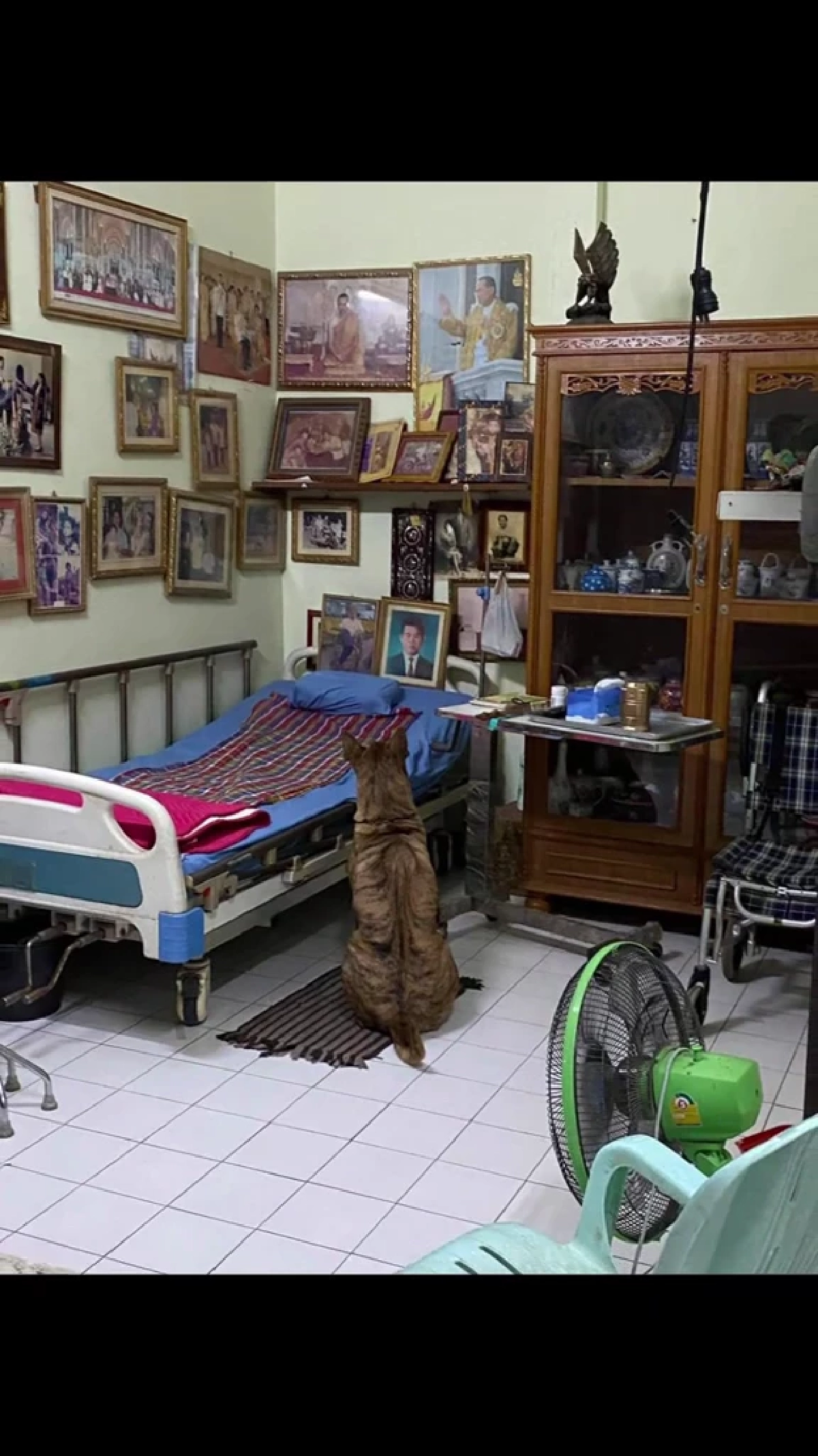 ซื่อสัตย์หมดหัวใจ! ไทเกอร์นอนเฝ้ารอยก๋งไม่เคยจางตลอด 5 ปี