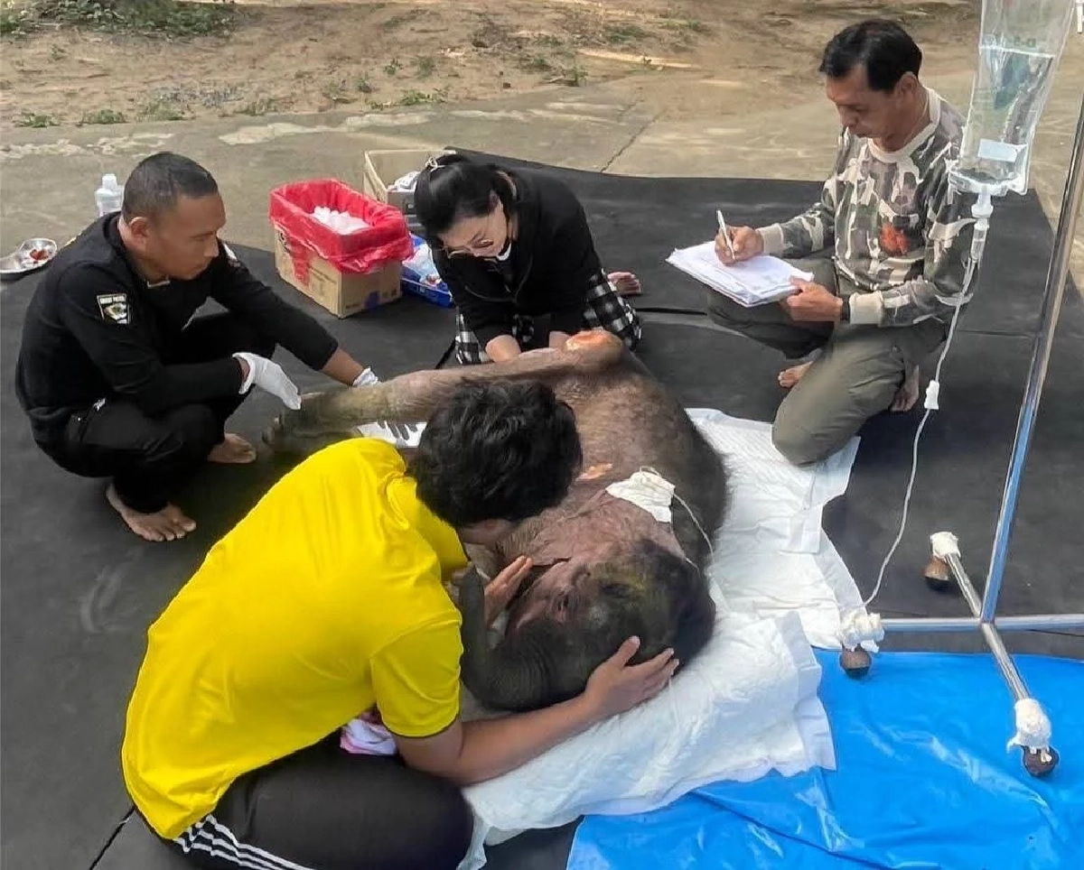 ลุ้นรายชั่วโมง ลูกช้าง &quot;พังข้าวต้ม&quot; ป่วยวิกฤต ตับเป็นพังผืด-หัวใจโต