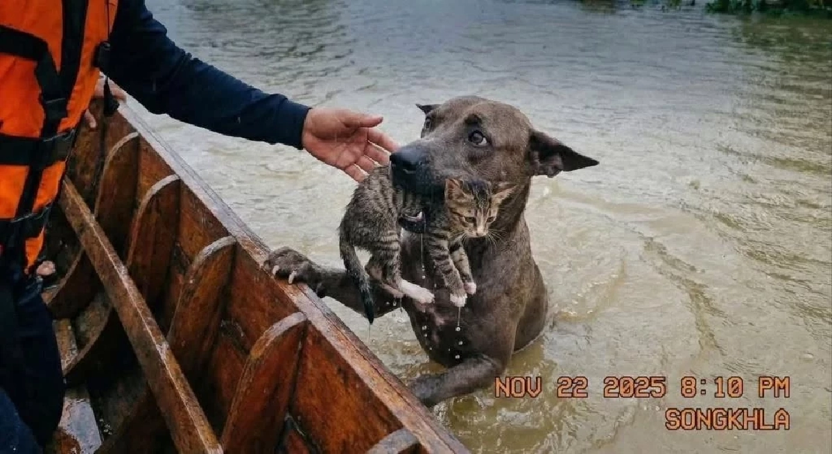 แนะนำเครื่องมือ Gemini ใช้ตรวจสอบภาพจริงหรือภาพ AI