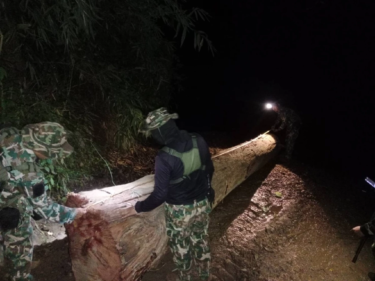 อช.ศรีลานนาจับชายรับจ้างเฝ้าไม้ หลังพบลักลอบตัดประดู่ 12 ท่อน