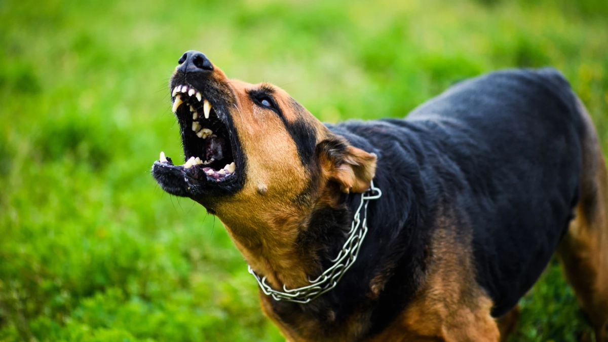 ส่ายหางใช่ว่าจะเป็นมิตรเสมอ? ระวังสัญญาณเตือนจากน้องหมา