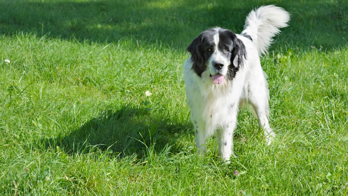 ส่ายหางใช่ว่าจะเป็นมิตรเสมอ? ระวังสัญญาณเตือนจากน้องหมา