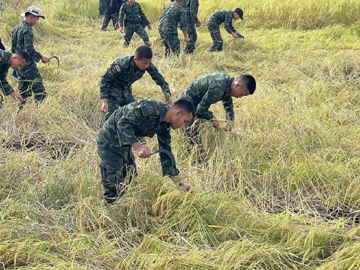 ห่วงชาวบ้าน! ทหารรวมใจลงพื้นที่ช่วยเกี่ยวข้าวให้ชาวนาชายแดน