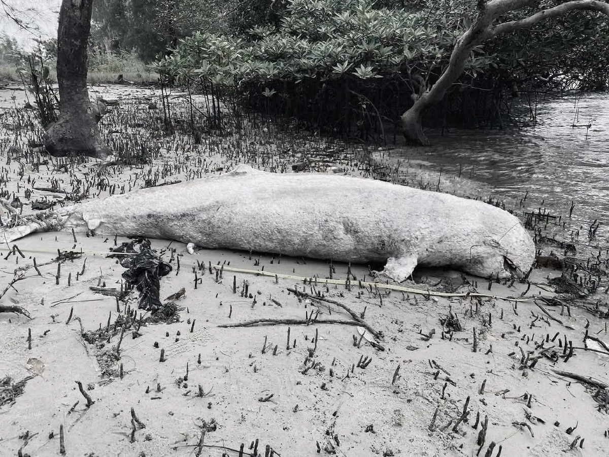 พบซาก โลมาอิรวดี อ.ปะเหลียน จ.ตรัง สาเหตุการสูญเสียไม่แน่ชัด