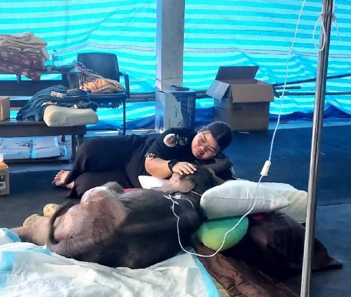 อาการ ‘พังข้าวต้ม’ ลูกช้างป่าดีขึ้นต่อเนื่อง ทีมสัตวแพทย์ดูแลใกล้ชิด