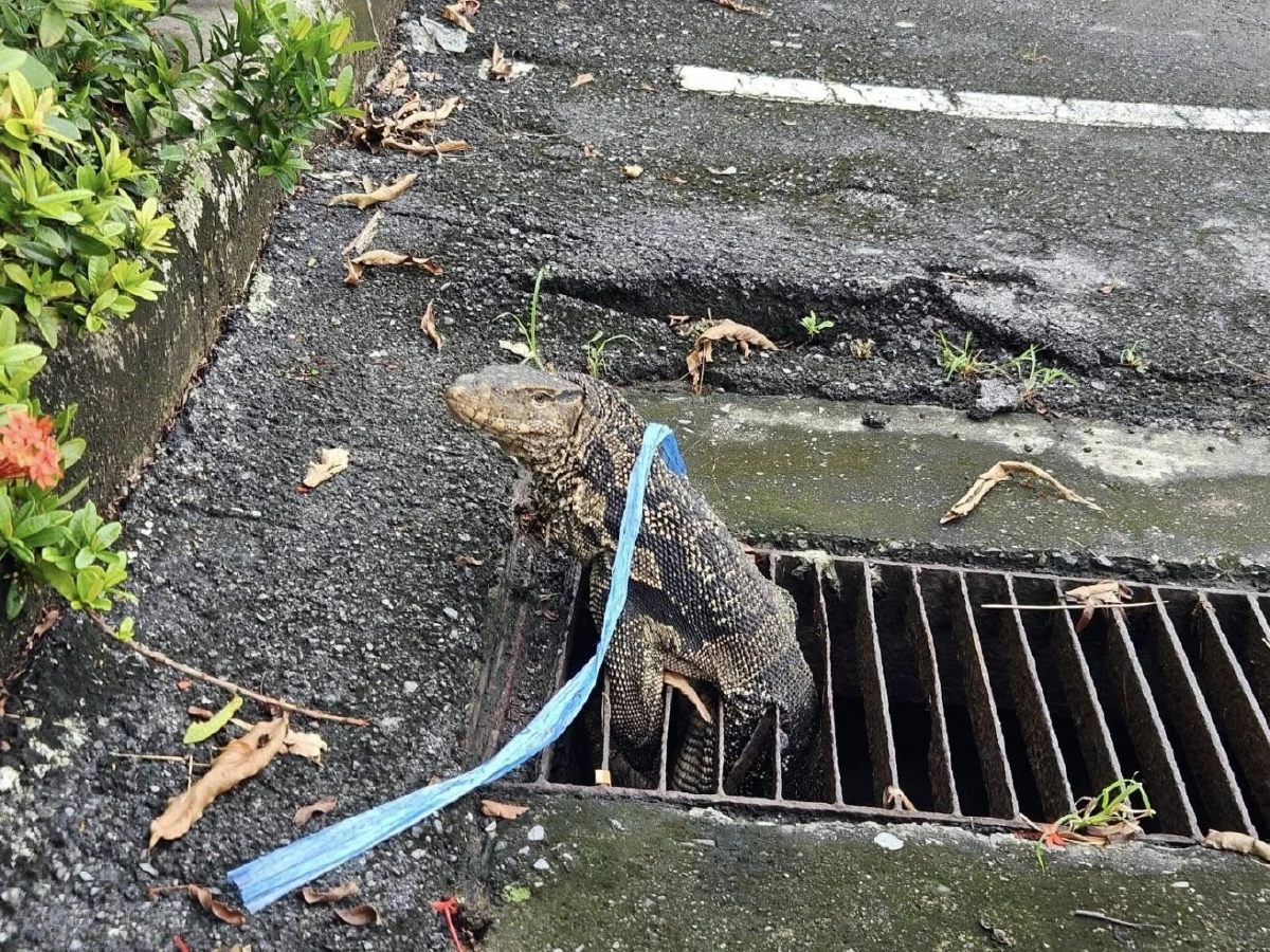 กู้ภัยคลองเตยระทึก! ช่วย ตัวเงินตัวทอง ติดท่อระบายน้ำ