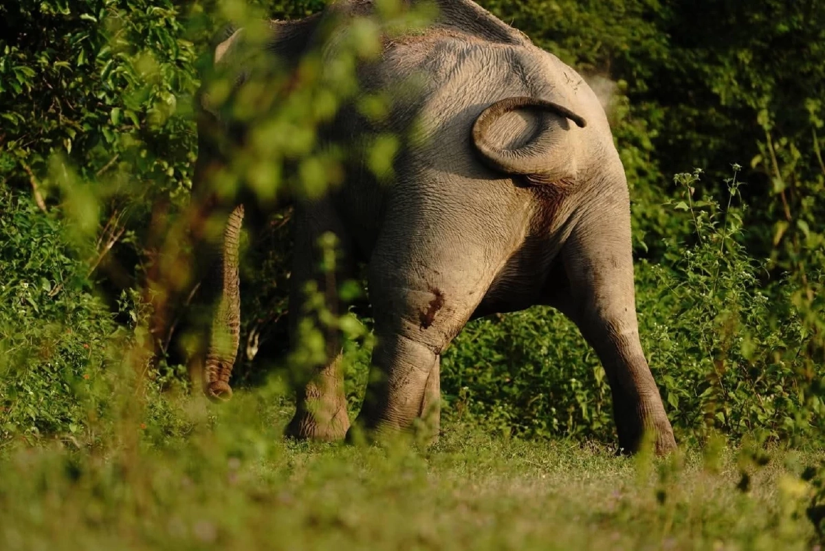 พบช้างป่ากุยบุรีบาดเจ็บขาหลัง เจ้าหน้าที่เร่งประเมินอาการช่วยเหลือ