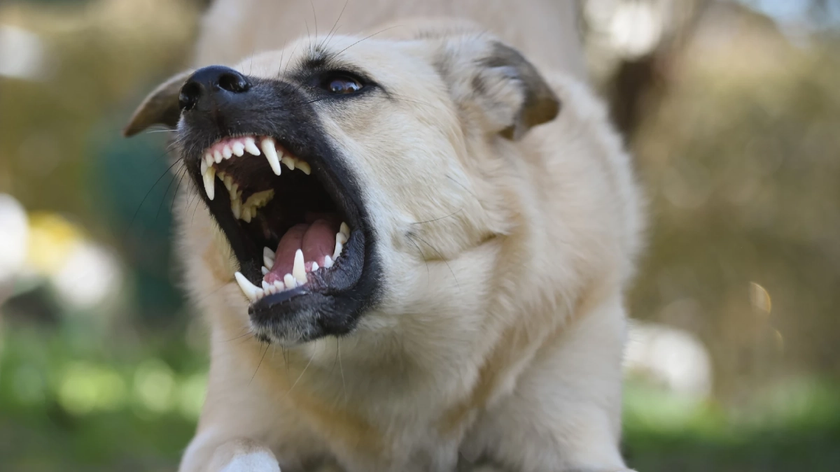 ส่ายหางใช่ว่าจะเป็นมิตรเสมอ? ระวังสัญญาณเตือนจากน้องหมา