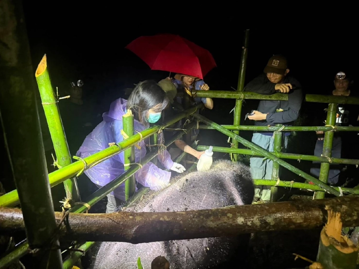 “ลูกช้างพลัดหลงห้วยขาแข้ง” หลุดคอกหนี เจ้าหน้าที่เร่งค้นหาอีกรอบ