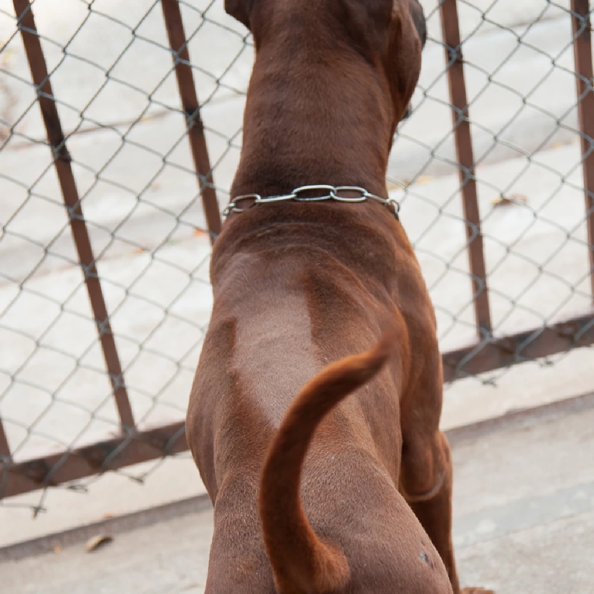 รู้จัก “สุนัขไทยหลังอาน” พันธุ์แท้สุดหายาก นักล่าแสนภักดีแห่งสยาม