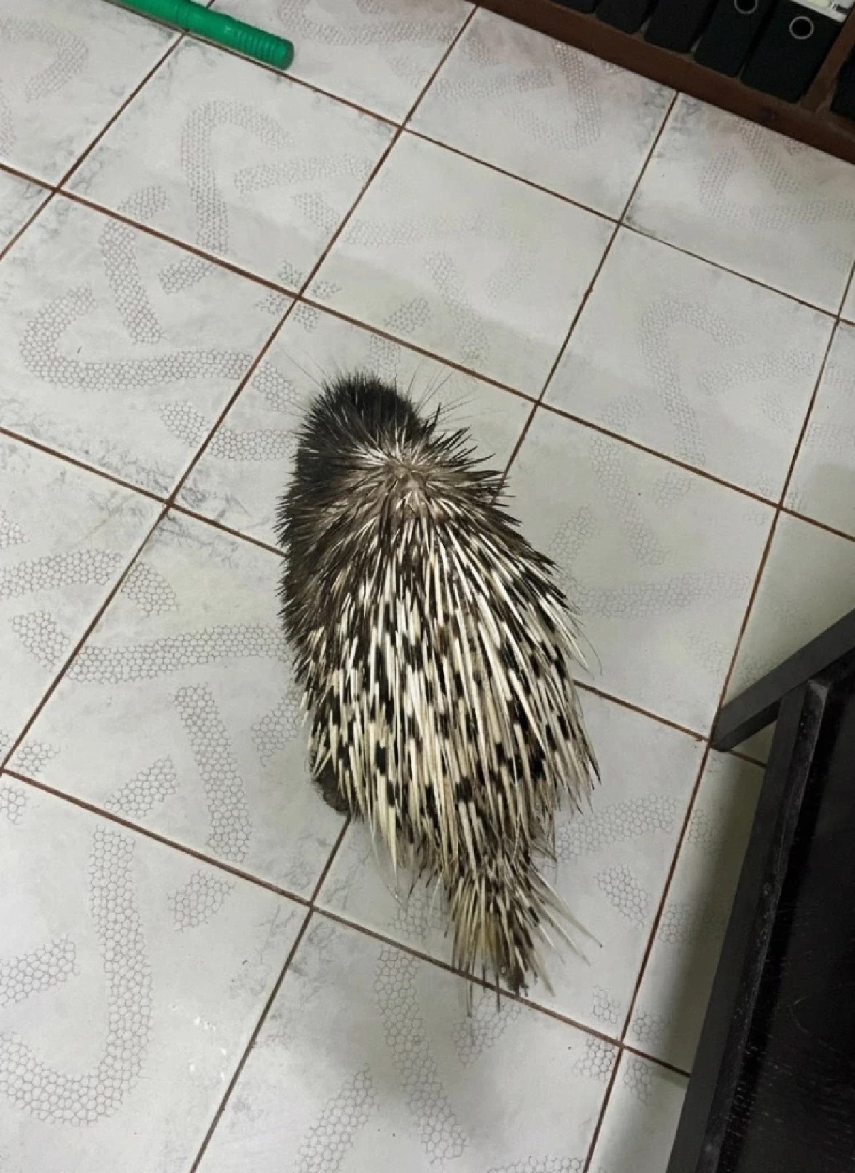 เม่นใหญ่โผล่ช่วยงานเจ้าหน้าที่ถึงออฟฟิศ ที่อุทยานน้ำตกโยง