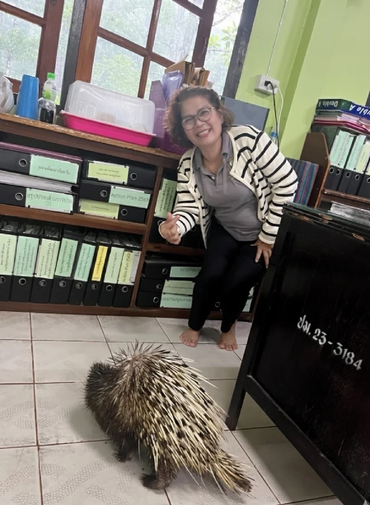 เม่นใหญ่โผล่ช่วยงานเจ้าหน้าที่ถึงออฟฟิศ ที่อุทยานน้ำตกโยง