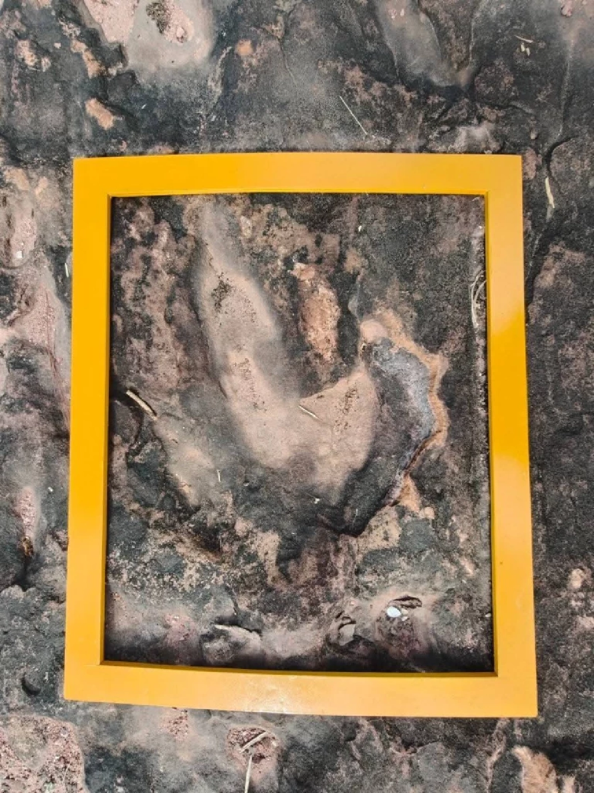 ชวนสัมผัสรอยเท้าไดโนเสาร์ และท้องฟ้า Dark Sky ที่ภูหินร่องกล้า