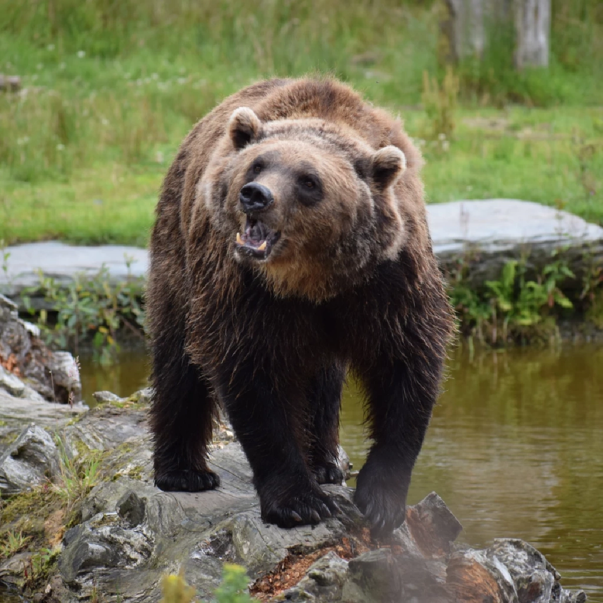 หมีน้ำตาลฮอกไกโด “ฮิกุมะ” นักล่าอันดับหนึ่งแห่งญี่ปุ่น