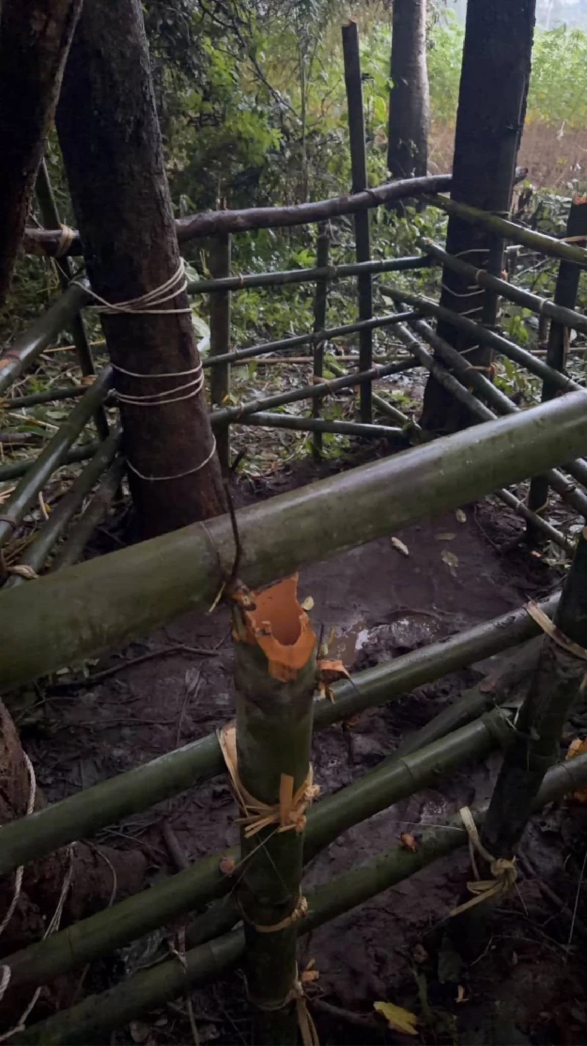 “ลูกช้างพลัดหลงห้วยขาแข้ง” หลุดคอกหนี เจ้าหน้าที่เร่งค้นหาอีกรอบ