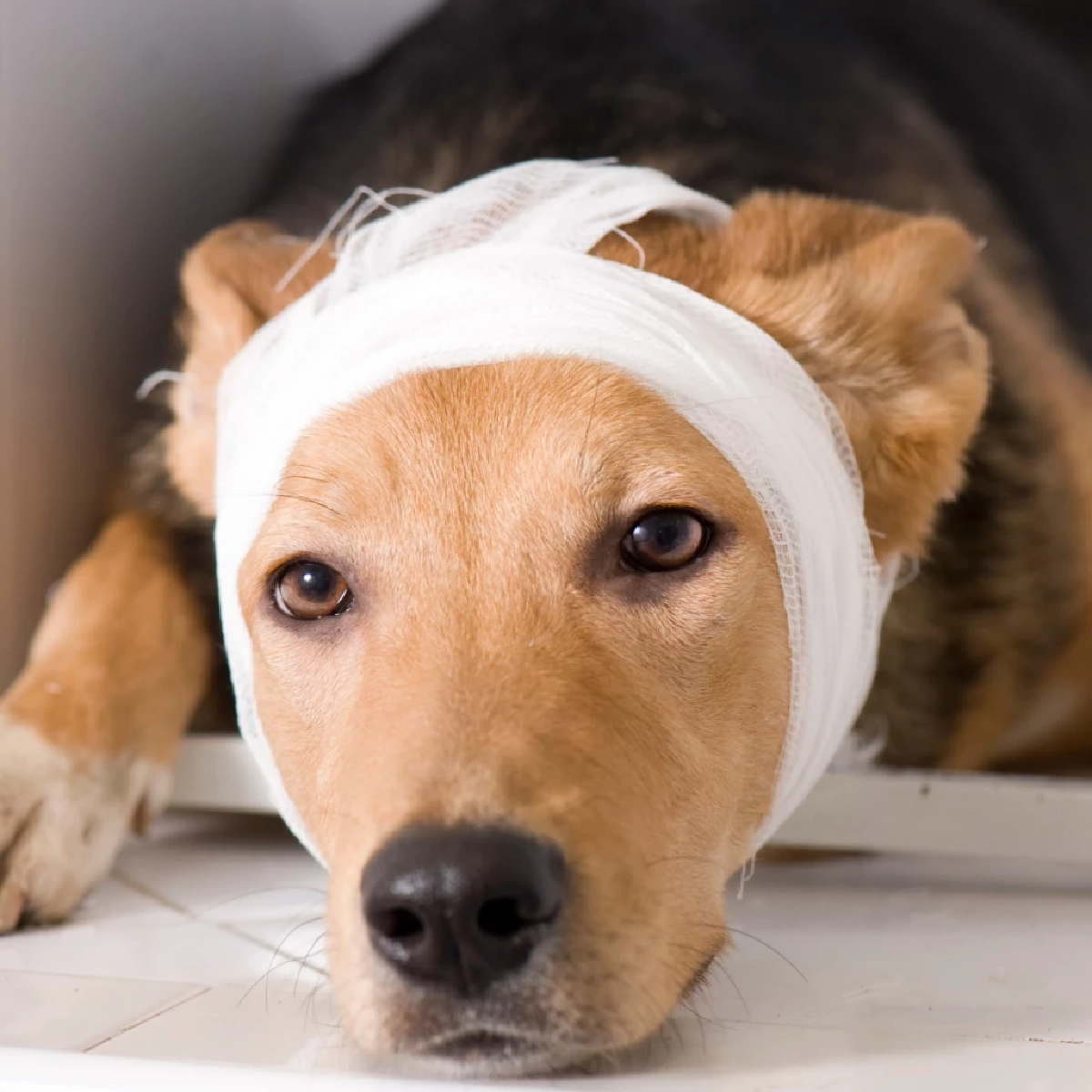 เรื่องจริงสุดพีค! ไขพฤติกรรมสัตว์เลี้ยงแกล้งป่วย