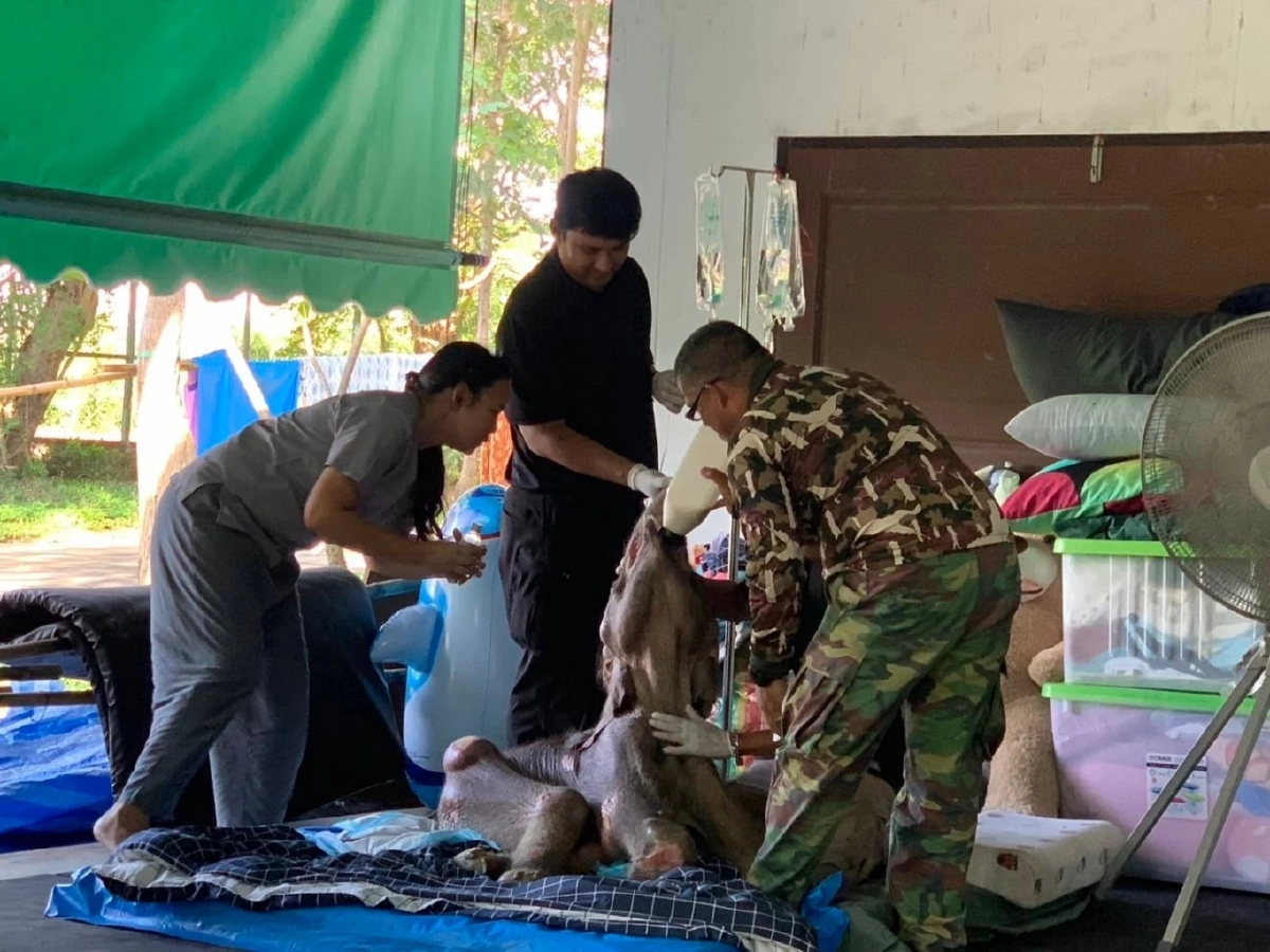 คืบหน้าอาการลูกช้างป่า ‘พังข้าวต้ม’ ทีมสัตวแพทย์ดูแลใกล้ชิดต่อเนื่อง
