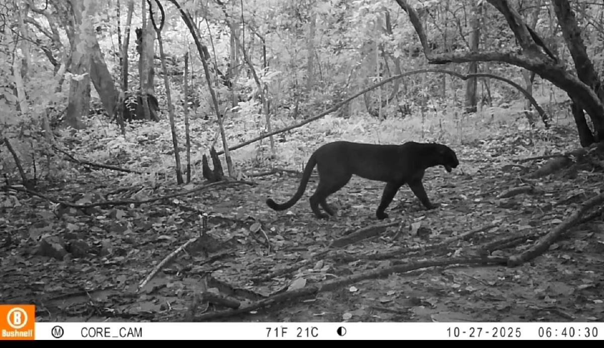 กล้องดักถ่ายแก่งกระจานพบสัตว์ป่าหายาก 26 ชนิด ยืนยันป่าสมบูรณ์