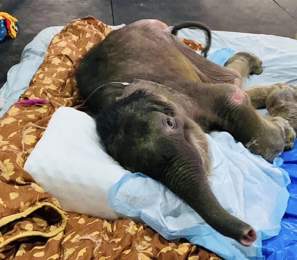 “พังข้าวต้ม” ลูกช้างป่าอาการทรงตัว ผลเลือดล่าสุดเป็นลบ ทีมสัตวแพทย์เฮลั่น!