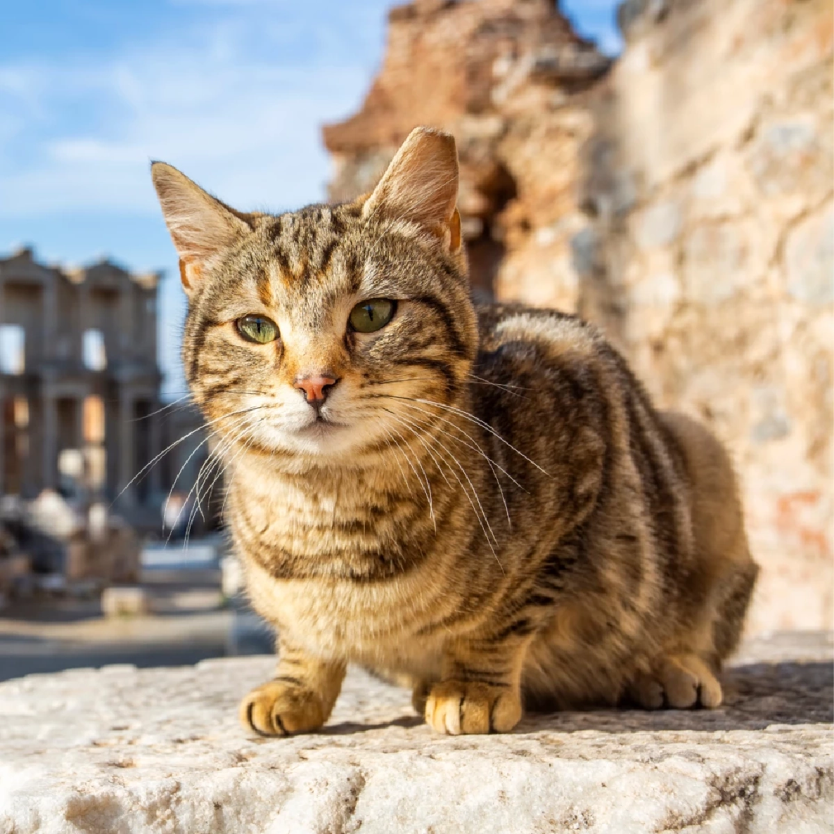 แมวไม่ได้เกิดมาเพื่อเป็นสัตว์เลี้ยง! จุดเริ่มต้นการเลี้ยงแมวเมื่อ 10,000 ปีก่อน