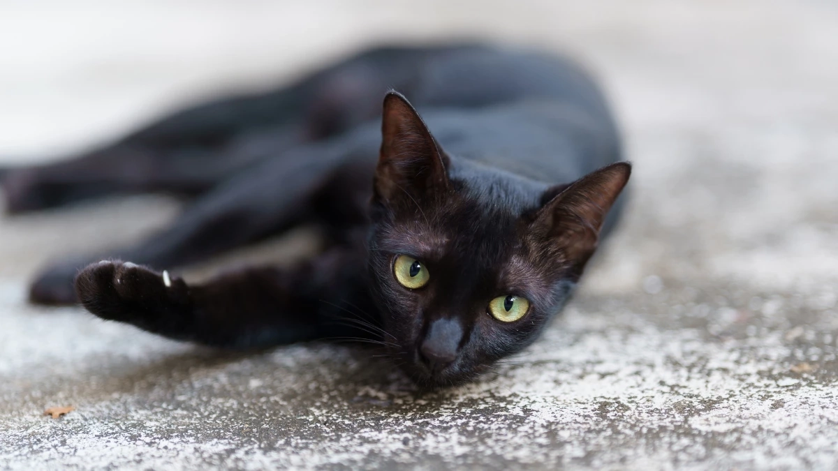 ครม. เห็นชอบประกาศ “แมวไทย” เป็นเอกลักษณ์ประจำชาติประเภทสัตว์เลี้ยง