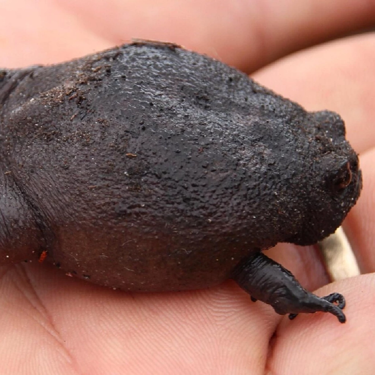 &quot;รู้จักกบฝนดำ (Black Rain Frog) กบหน้าบึ้งสุดน่ารักจากแอฟริกาใต้&quot;