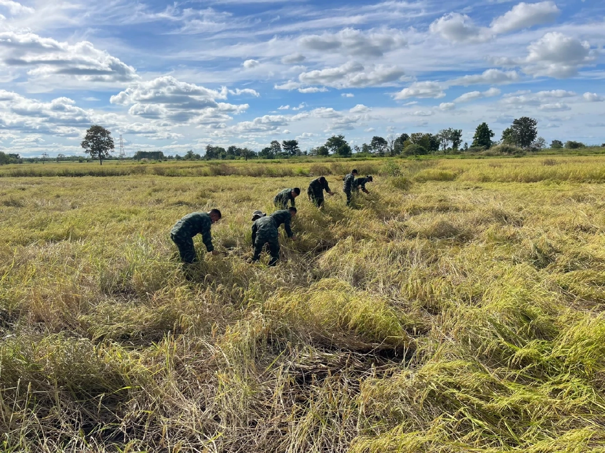 ห่วงชาวบ้าน! ทหารรวมใจลงพื้นที่ช่วยเกี่ยวข้าวให้ชาวนาชายแดน