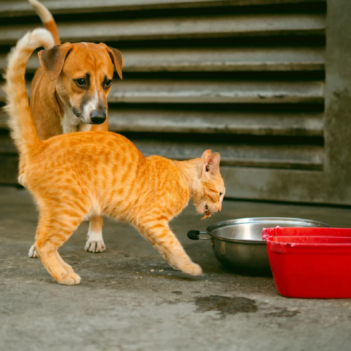 ผู้เชี่ยวชาญเตือน ระยะเวลาอดน้ำ–อาหารของหมาแมวที่ควรรู้