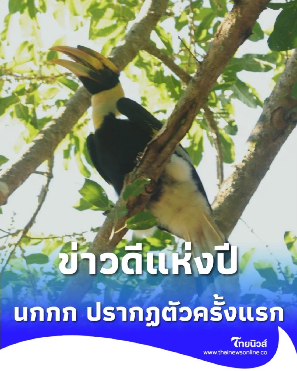 สัญญาณความสมบูรณ์ พบ นกกก ที่อช.ดอยผ้าห่มปก เป็นครั้งแรก