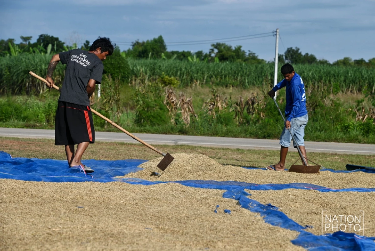 ชาวนาหนองหญ้าแก้ว เร่งเก็บเกี่ยวผลผลิต ยอมขาดทุนเกี่ยวข้าวยังไม่ทันสุก