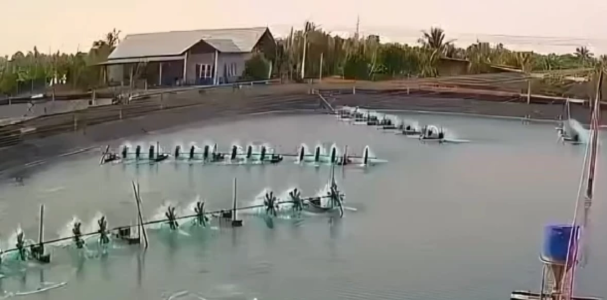 สลดคนงานบ่อกุ้งถูกเครื่องยอยเกี่ยวขากางเกง หมุนฟาดร่าง 16 ครั้ง