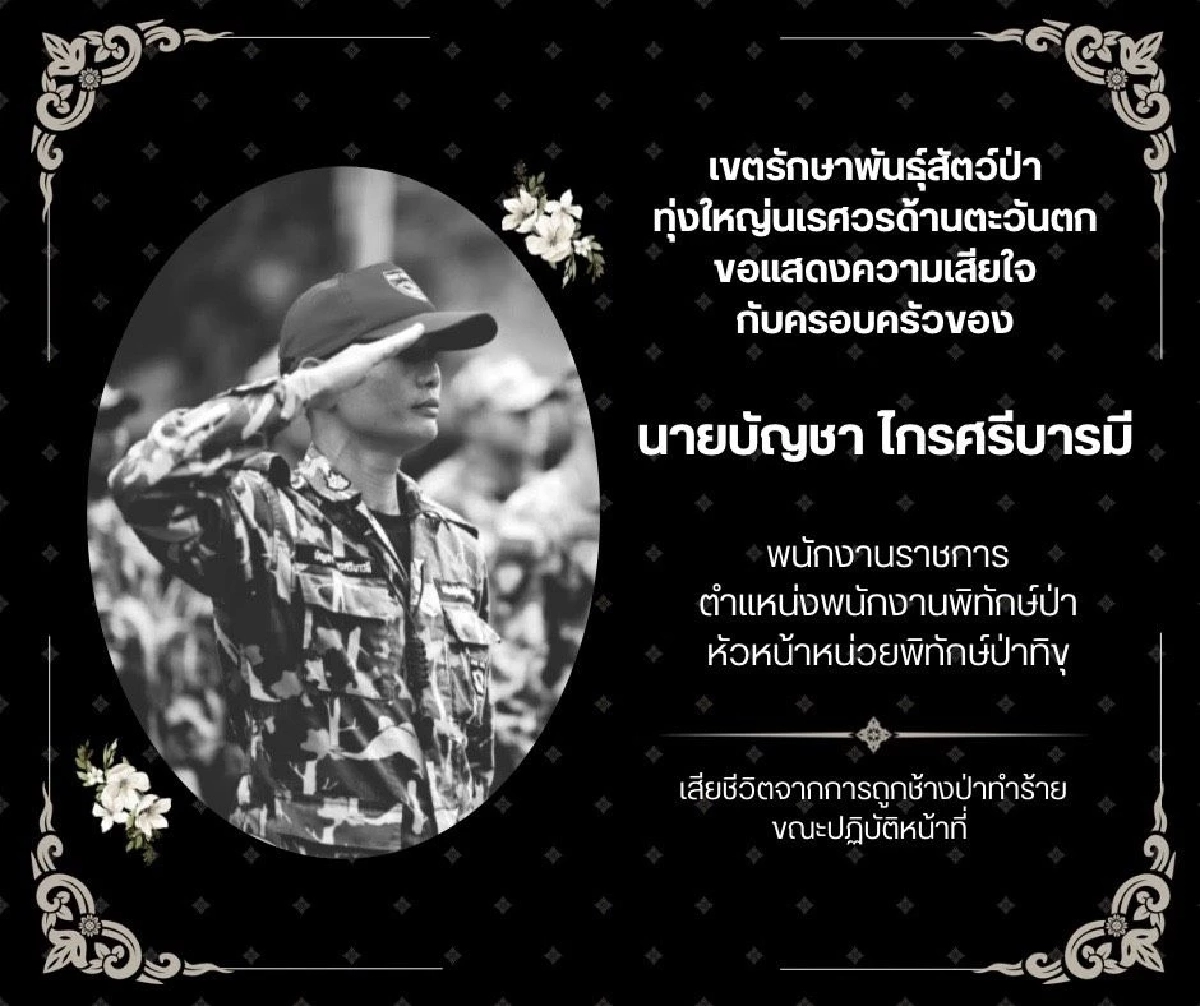 สุดเศร้า! จนท.พิทักษ์ป่าทุ่งใหญ่นเรศวรถูกช้างป่าทำร้ายดับ