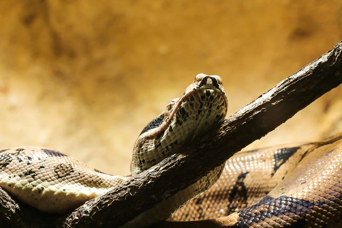 นักจับงูมากประสบการณ์ โดนงูเหลือมลากลงน้ำต่อหน้ากลุ่ม นทท.