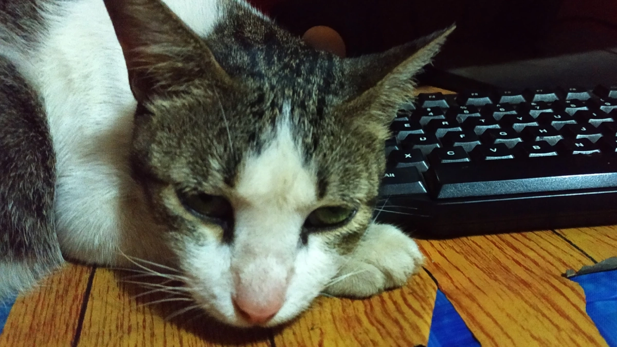 แมวซึมหลังเสียเพื่อนร่วมบ้าน นี่คือสัญญาณความเหงาใช่ไหม?