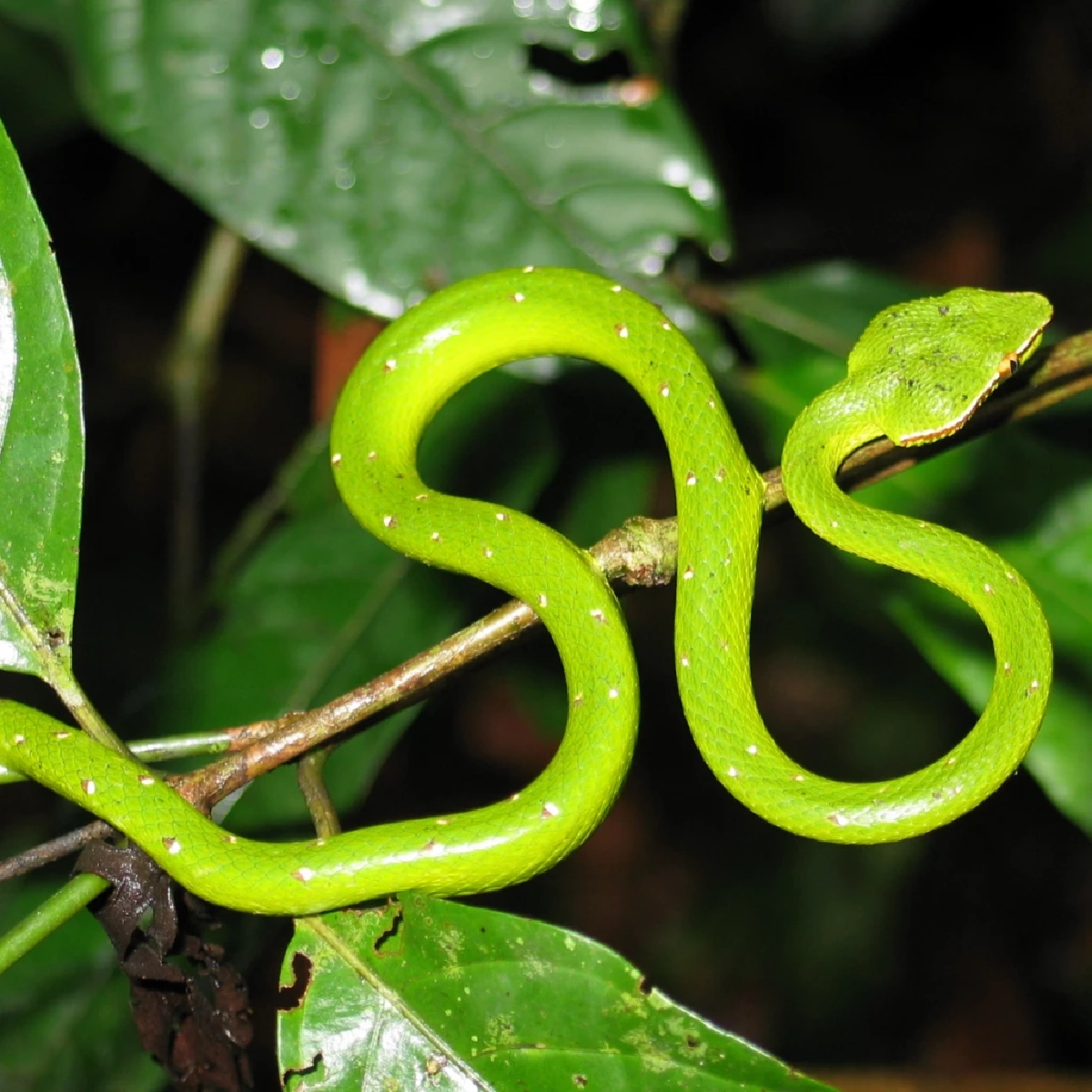 7 สัญญาณเตือน “งูอยู่ใกล้บ้าน” รู้ไว้ป้องกันอันตรายก่อนเกิดเหตุ