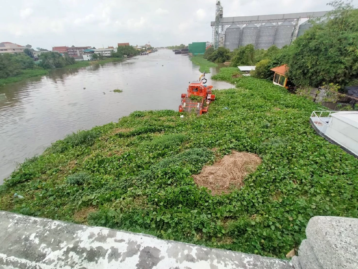 กรมโยธาธิการและผังเมือง ส่งเรือกำจัดผักตบชวาในแม่น้ำท่าจีน แก้ปัญหาการระบายน้ำ