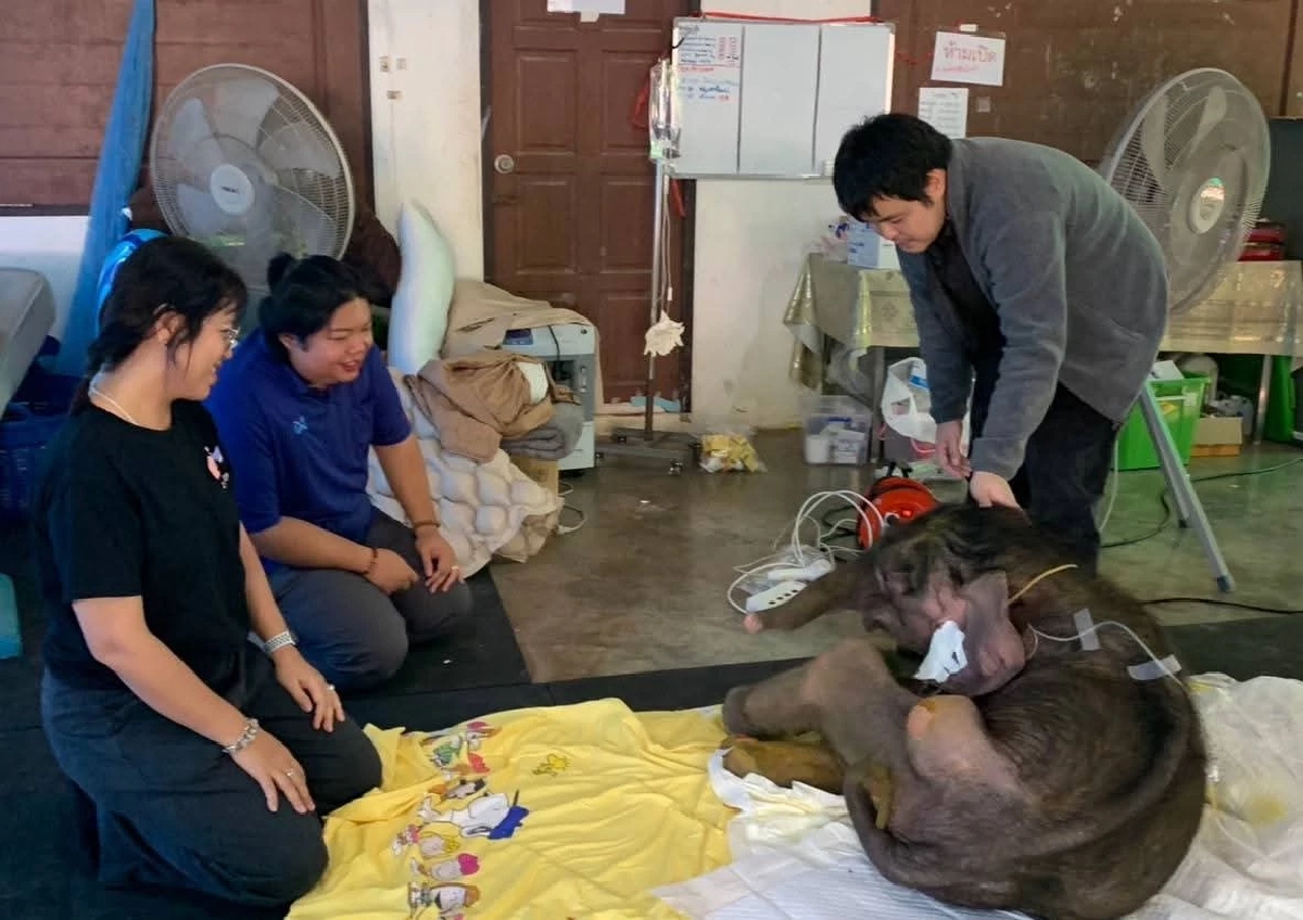 ทีมสัตวแพทย์รายงานอาการ “พังข้าวต้ม” ดีขึ้น แต่ยังต้องเฝ้า