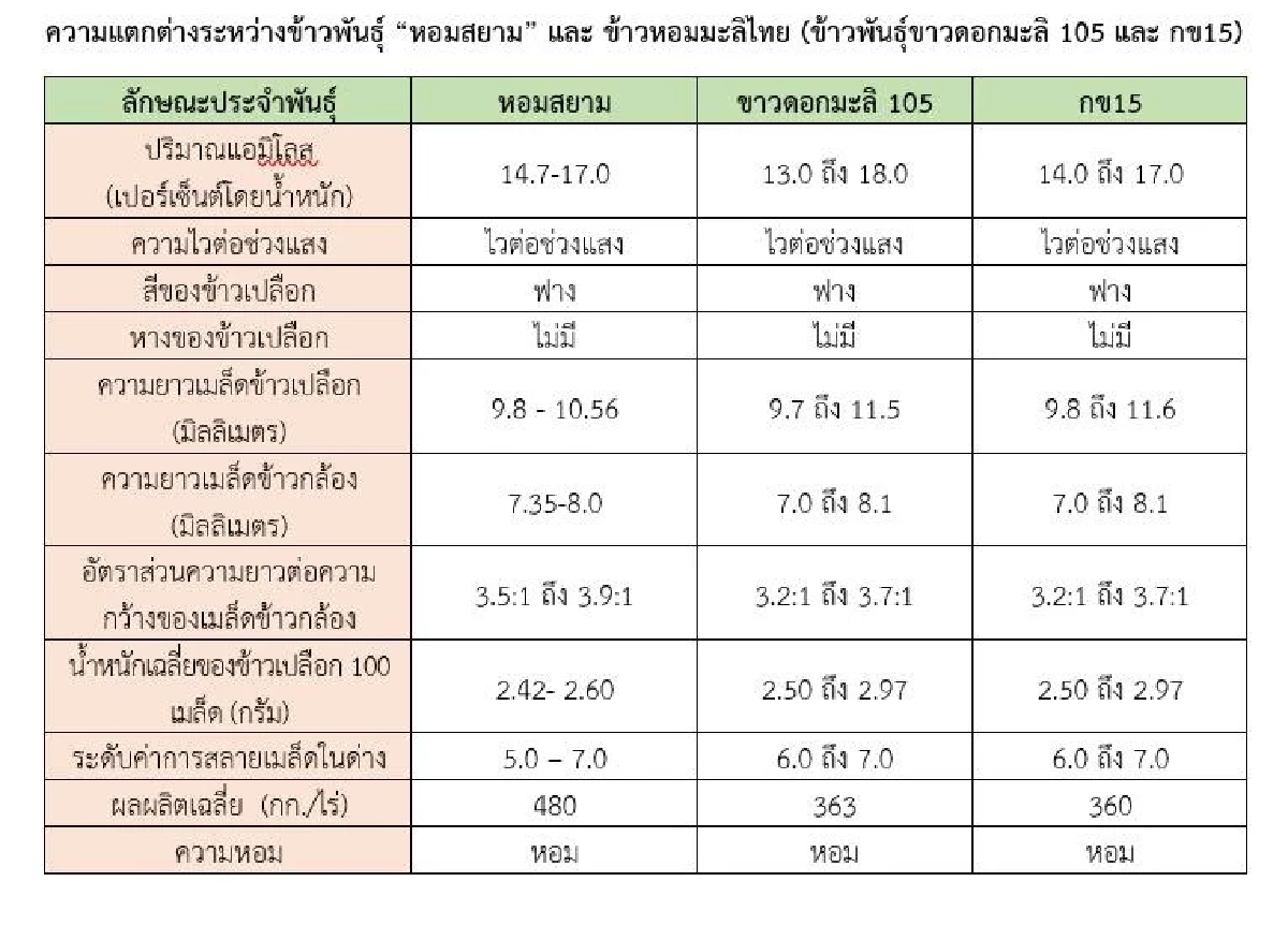 เตือนชาวนาระวัง หอมสยาม ไม่ใช่ข้าวไทย ราคาต่ำ-โรงสีไม่รับซื้อ