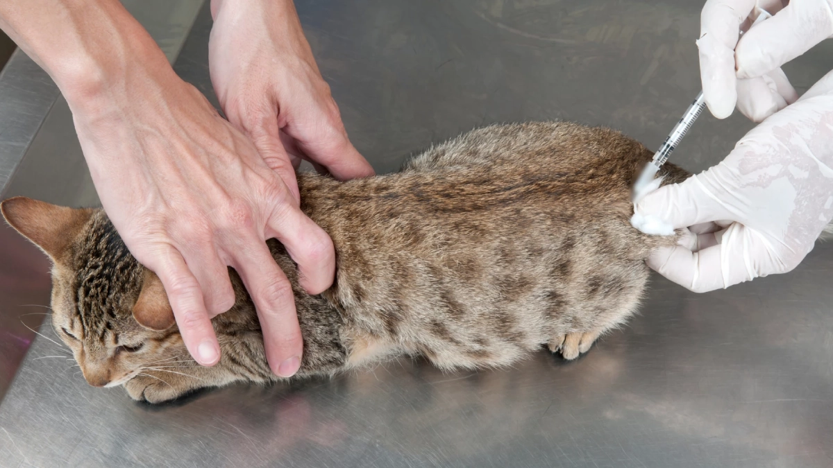 เตือนทาสแมว! อย่าฉีดยาคุมเด็ดขาด เสี่ยงโรคร้ายถึงชีวิต